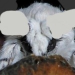 Benutzeravatar